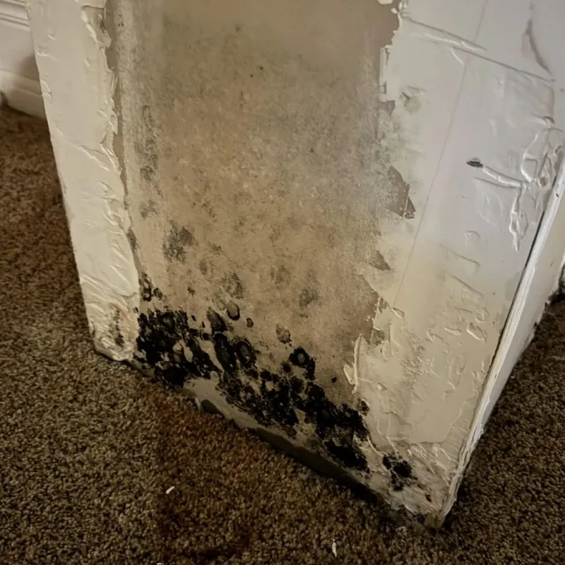 Professional Mold Removal in Webb County, TX